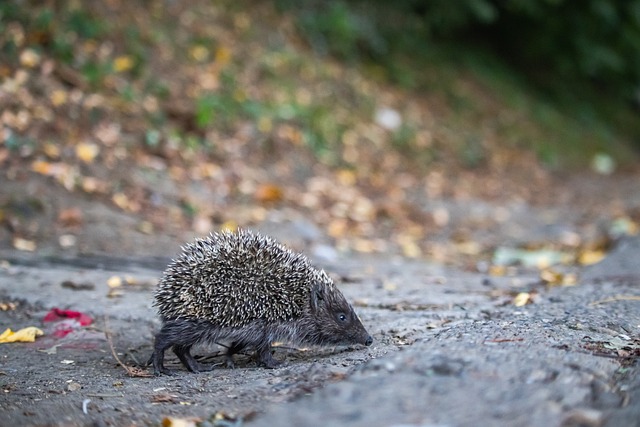 美职联八强对阵：迈阿密国际vs辛辛那提，孙兴慜与穆勒相遇